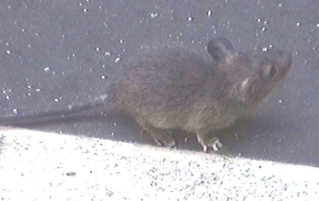 Baby Norway Rat