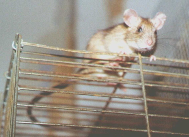 Small greyish-ginger ship doe sitting on top of cage, seen from underneath