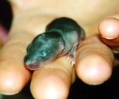 Very young brown baby ship rat in human hand