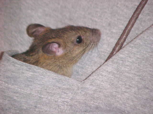 Reddish-brown young ship rat sitting in someone's pocket, in profile