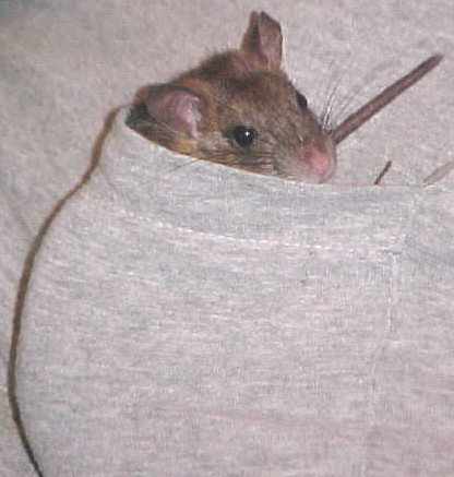Reddish-brown young ship rat sitting in someone's pocket, looking towards viewer
