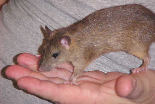 Reddish-brown young ship rat standing in the palm of someone's hand