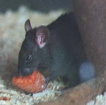 Black ship rat sitting eating carrot