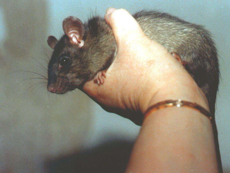 Black and grey ship rat held in human hand, seen from rat's left