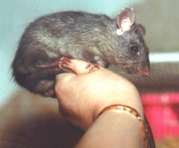 Black and grey ship rat sitting on human hand, seen from rat's right
