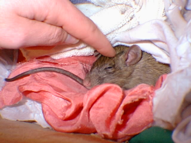 Head of ticked-brown ship doe, having her forehead scratched by a human finger