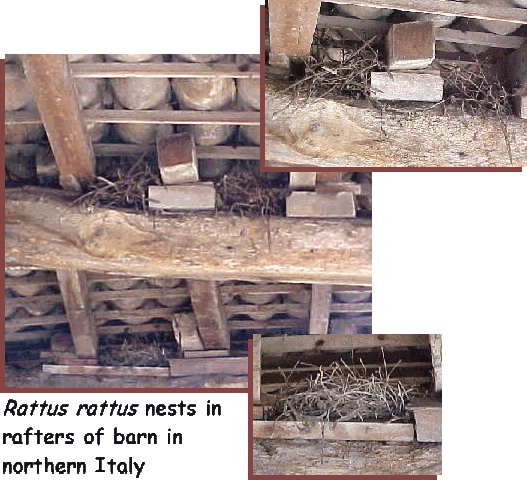 Montage of long and close-up views of three ship rat nests in rafters of old Italian barn