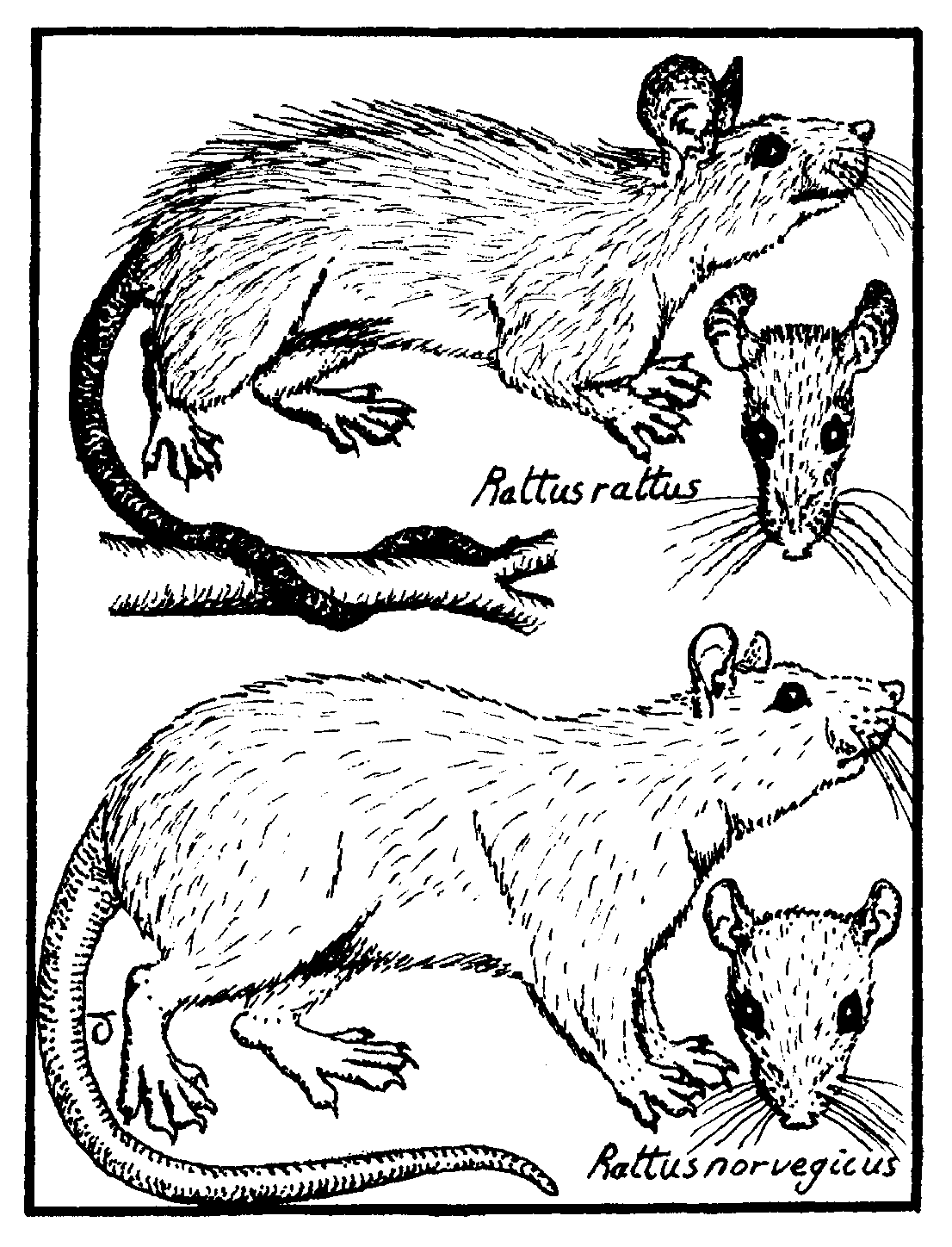 Line-drawing comparing typical ship & Norway rats