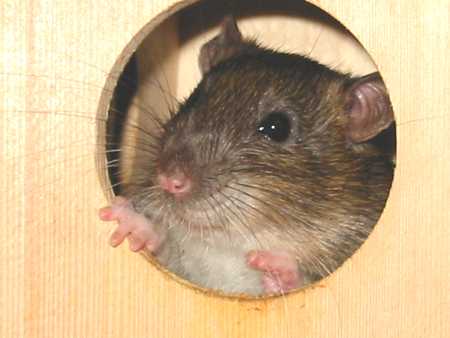 Face of brown ship rat looking out of round hole in wooden box