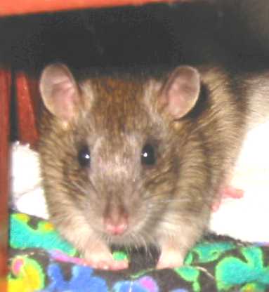 Front view of brown ship rat standing on flowered cloth