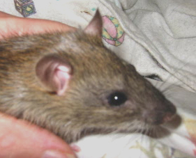 Side view of brown ship rat head with very long nose