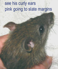 Top view of head of brown, ticked, long-nosed ship rat