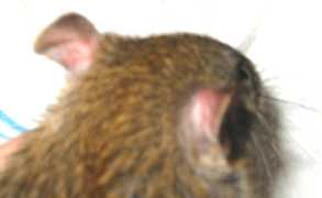 Back of head of brown ship rat, with blood-vessels showing through naked ears