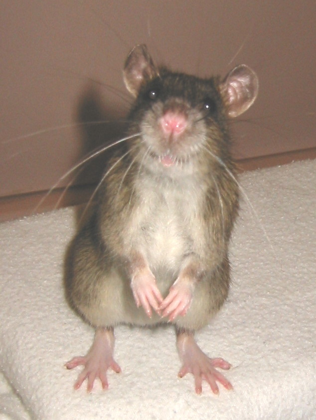Brown, ticked ship rat with oatmeal belly, standing on hind legs facing viewer