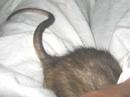 Photograph of very hairy ship rat backside and dark tail with a pale underside