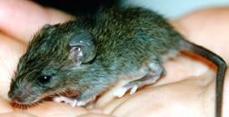 Young grey-brown buck ship rat kitten with greenish tinge, sitting in human hand