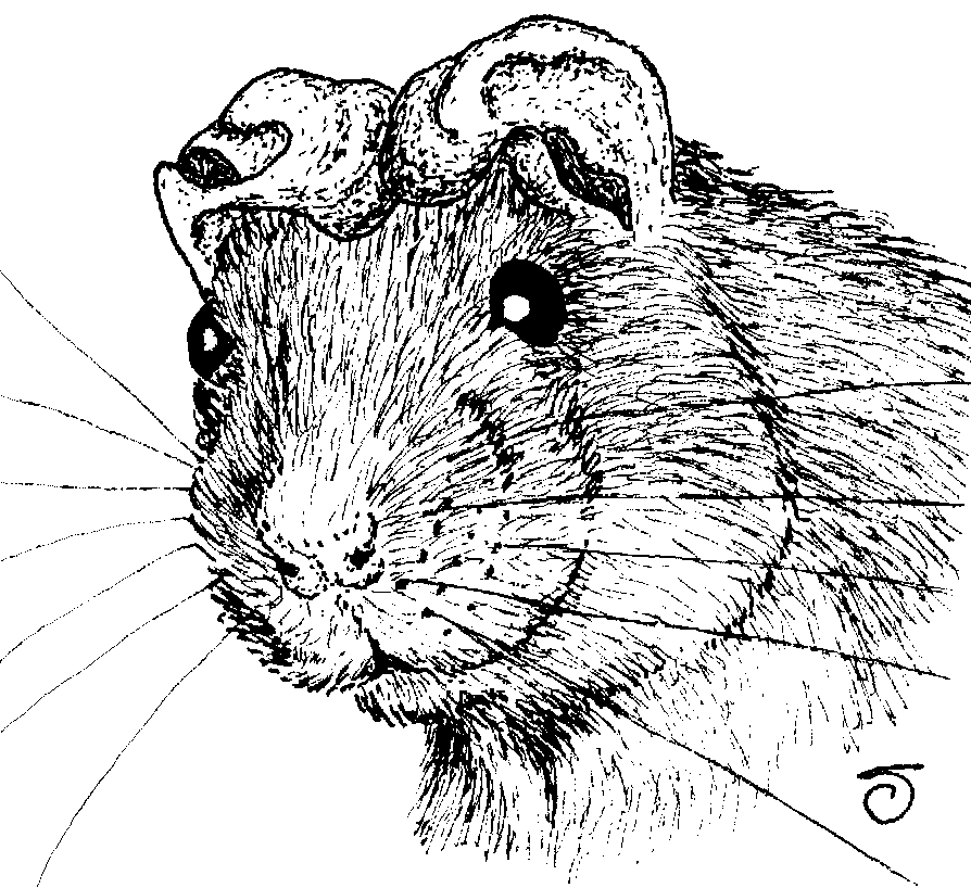 Caricature of ship rat's face with both ears folded back across the top of the head