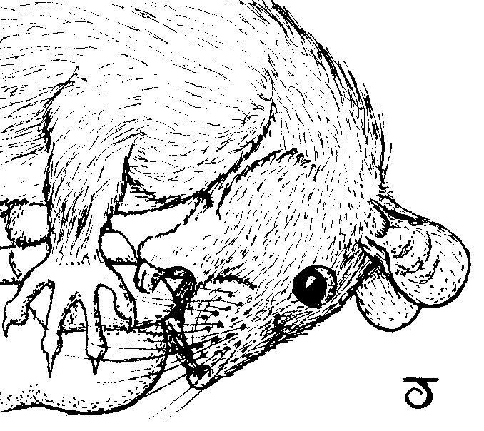Caricature of ship rat chewing human toe-nail