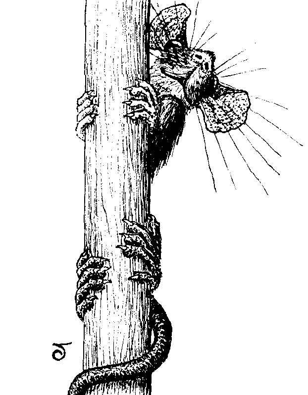 Caricature of ship rat climbing up broomstick handle