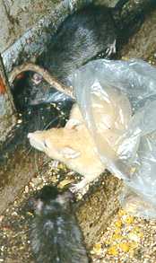 Apricot-coloured rat partly covered by translucent plastic bag, flanked by two very dark rats