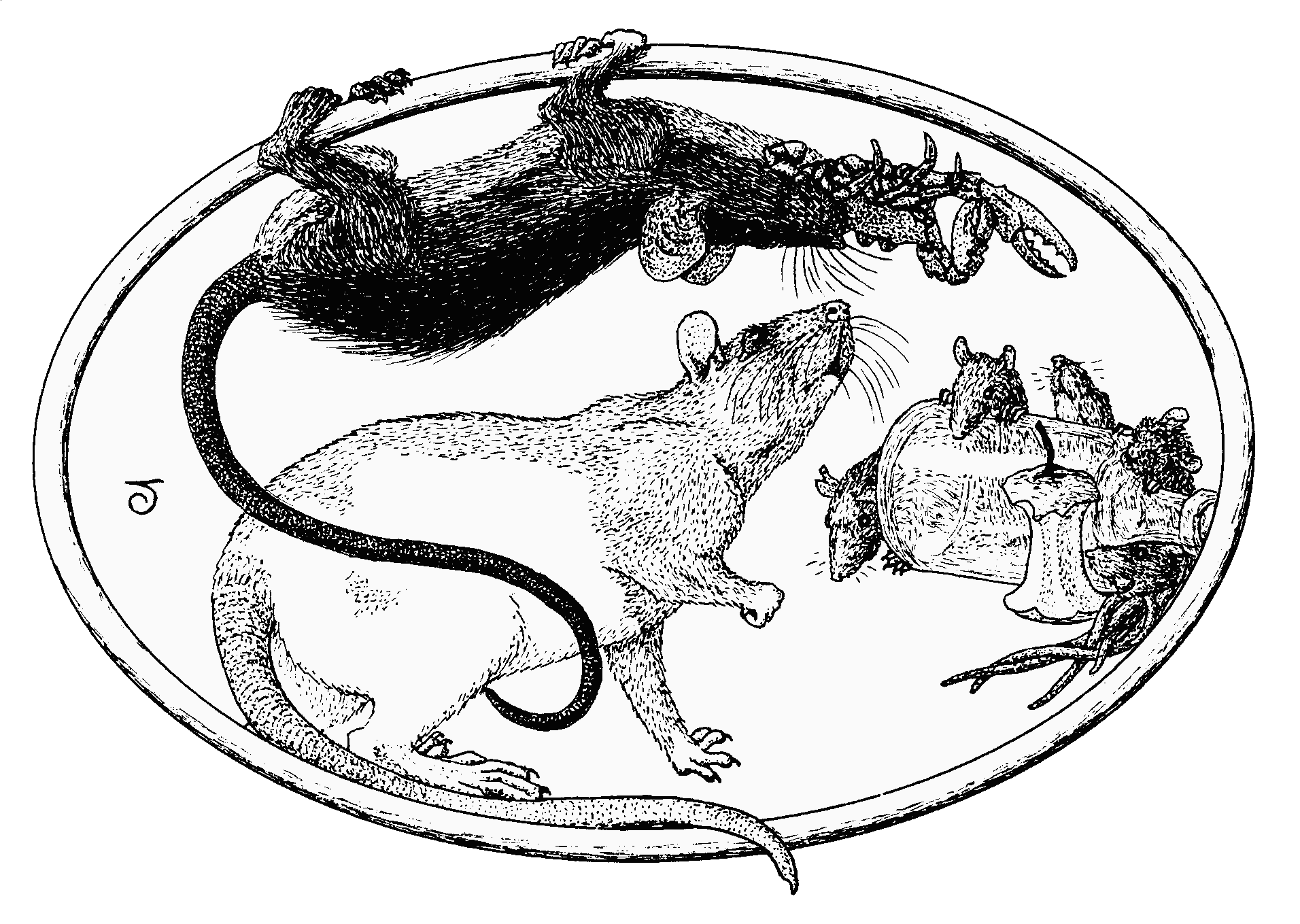 Drawing of ship rat upside-down, clutching crab and watched by bemused fancy rat, with wild Norway rats hiding behind bottle in background
