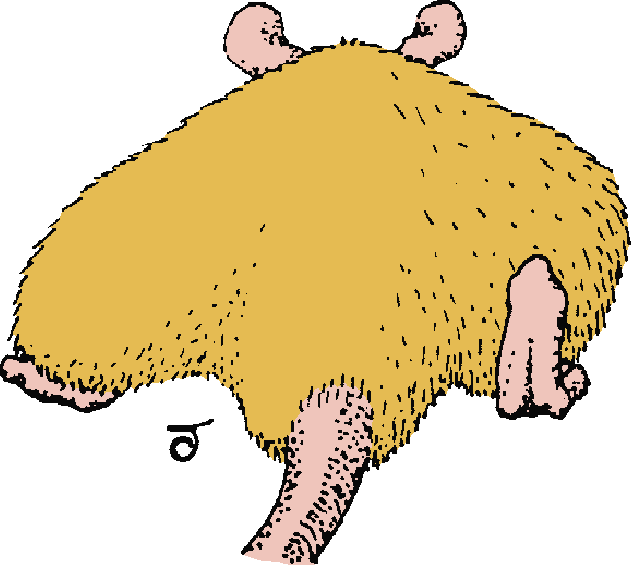 Coloured caricature of rear-view of very fat rat