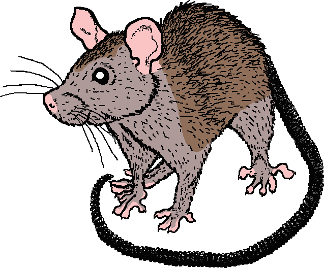 Coloured drawing of grey-bellied ginger ship rat