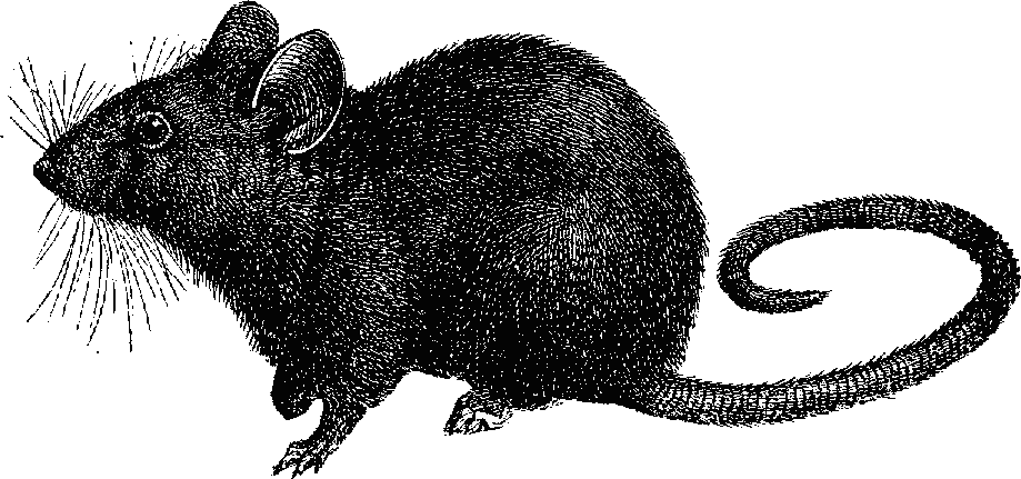 Black white realistic ink drawing of crouching mouse or ship rat seen from