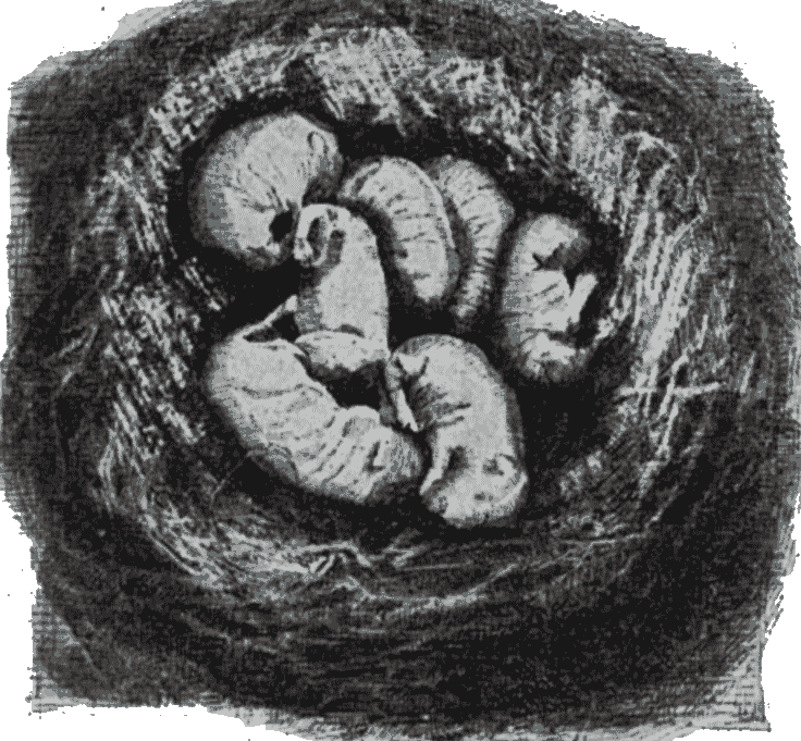 Greyscale drawing of litter of 7 naked rodent babies curled in nest