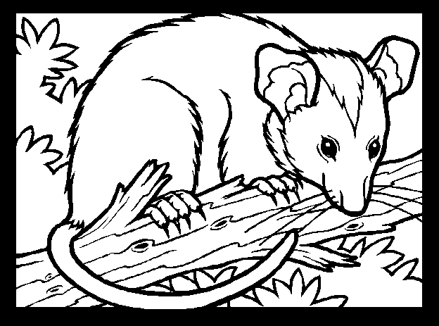 Line-drawing, in black frame, showing rat among branches and leaves