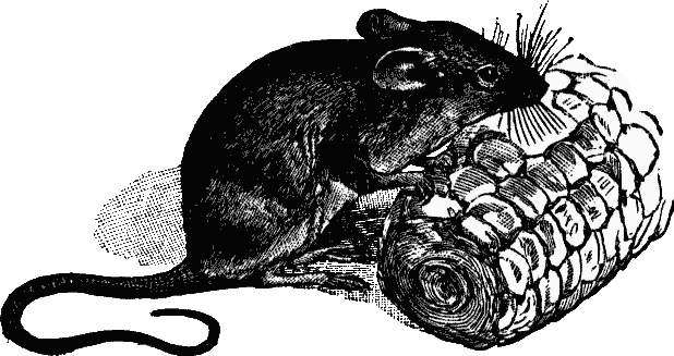 Black & white drawing of ship rat or mouse about to chew corn-cob