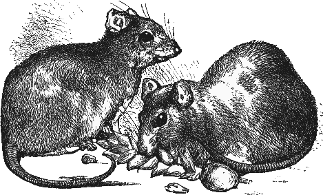 Black & and white drawing of two rats nibbling an ear of wheat