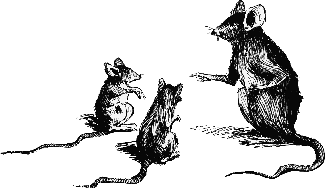 Black and white drawing of adult ship rat lecturing two kits
