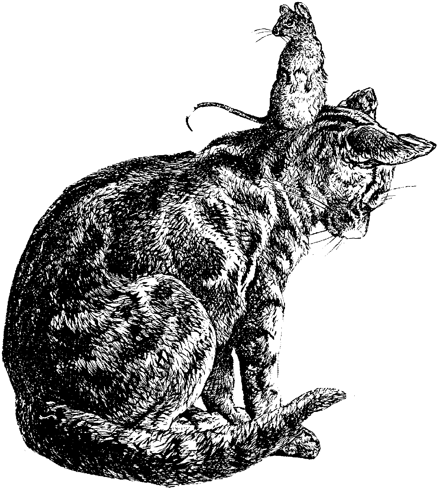 Black and white drawing of small rat sitting on neck of seated tabby cat
