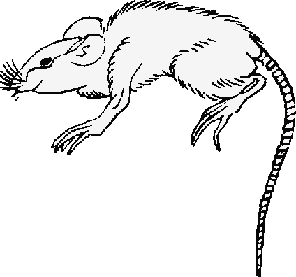 Oriental line-drawing of thin ship rat