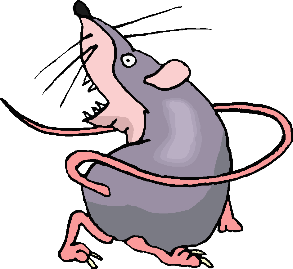 Coloured cartoon of fierce grey rat baring teeth and lashing tail