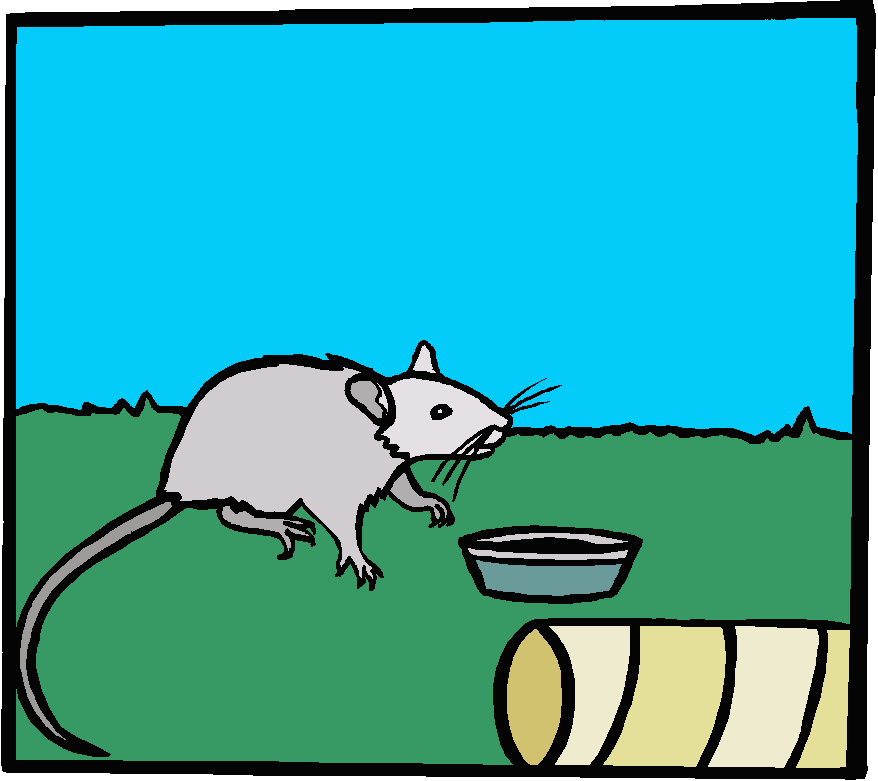 Coloured drawing of grey rat standing by water-dish on green grass or carpet