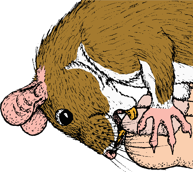 Coloured drawing of white-bellied ginger ship rat chewing human toenail