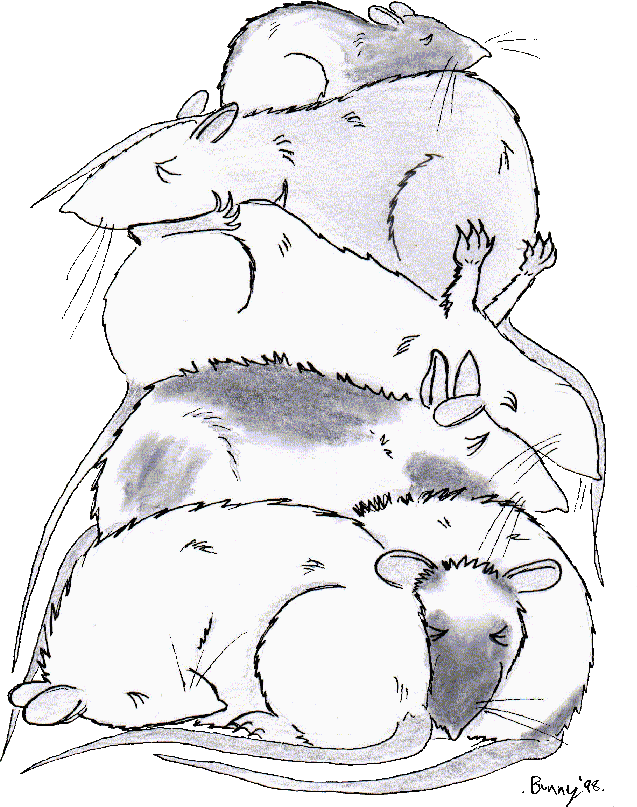 Rat-Napping:- greyscale cartoon by Bunny Duffy of six rats sleeping piled one on top of the other
