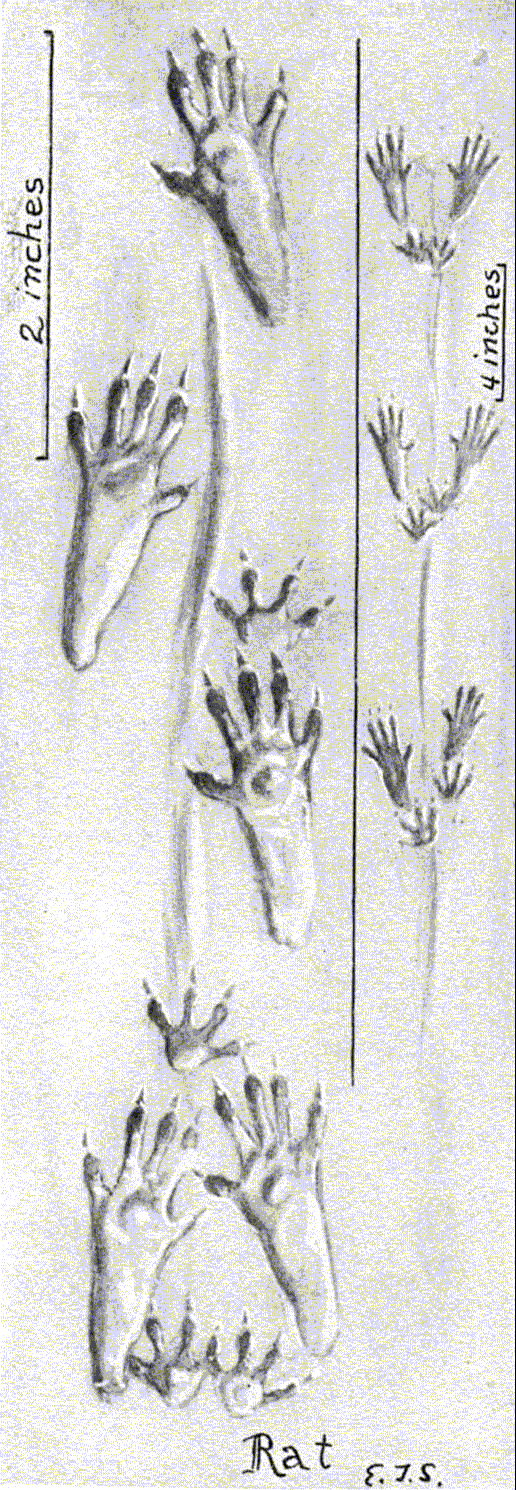 Greyscale drawing of rat-tracks