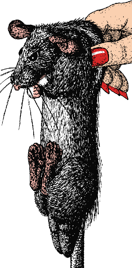 Coloured drawing of dark buck ship rat being lifted by the scruff