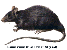 Labelled, old-fashioned coloured scientific drawing of black ship rat