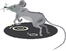 Cartoony drawing of grey rat running through falling raindrops