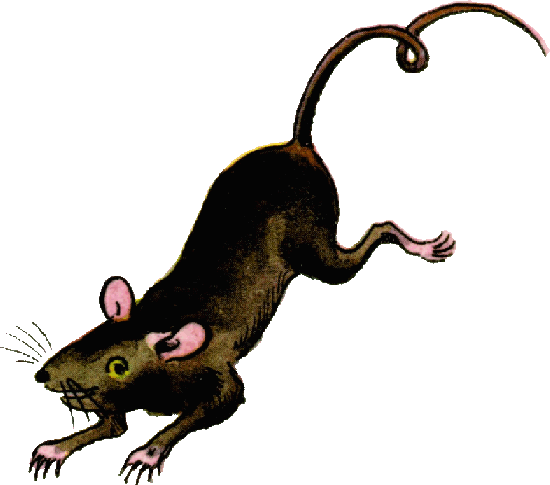Semi-realistic coloured drawing of scampering ship rat