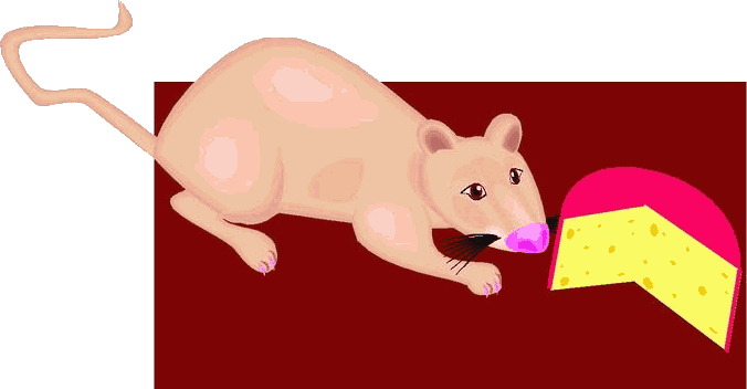Coloured drawing of topaz rat crouching next to Gouda cheese