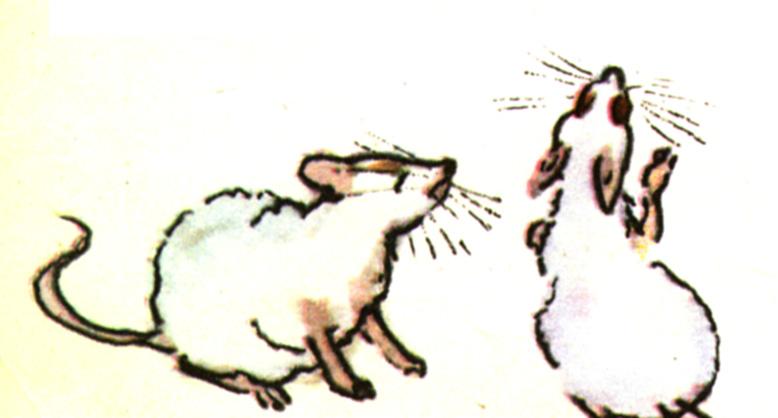 Coloured ink drawing of two white or Himalayan rats, one on all fours, one sitting up