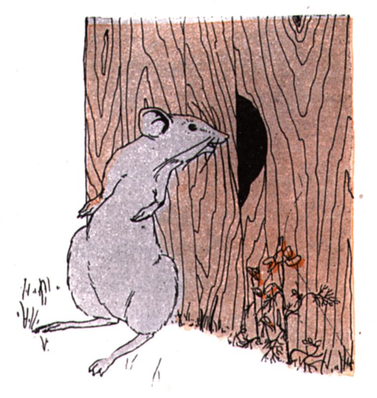 Coloured ink drawing of grey rat sitting up looking through knot-hole in fence