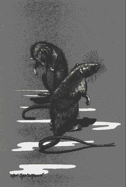 Drawing of two rats sitting up in heavy shadow on a light-dappled floor