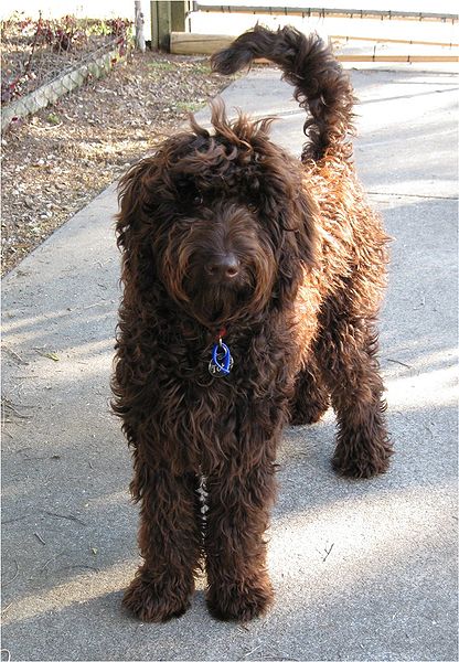 large, shaggy, long-tailed chocolate-brown dog stansding facing the viewer