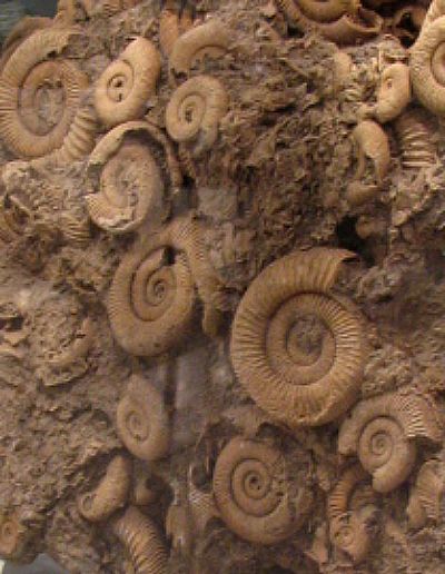 pale brown rock dotted with coiled spiral fossils